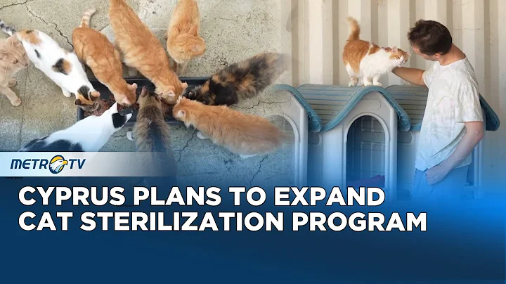Watch the video about Estimated One Million Cats Prowl Streets of Cyprus as Officials Scramble to Check Their Numbers