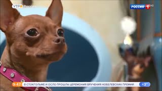 Все о той-терьерах: канал Россия 1 о Русском тое