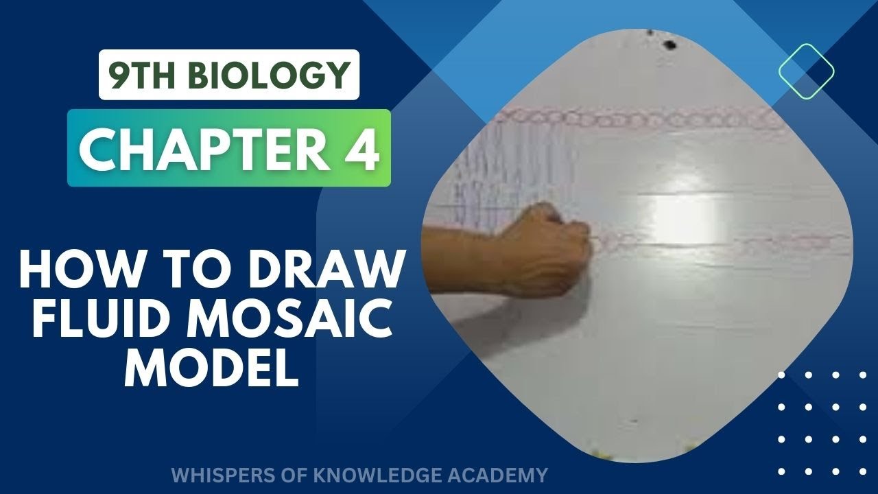 How To Draw Cell Membrane Fluid Mosaic Model - Biology Structures - YouTube