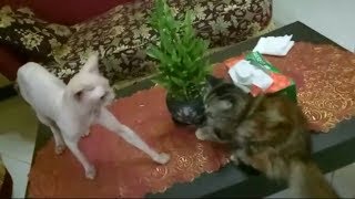 Harganya dapat untuk membeli mobil...