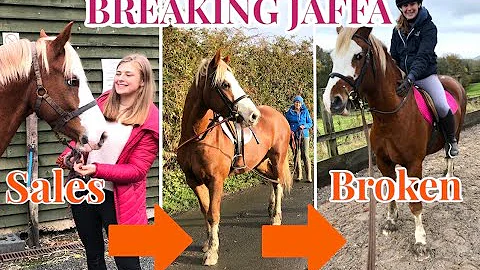 BREAKING JAFFA IN ~ How we train a young pony