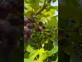 Harvesting T I M E