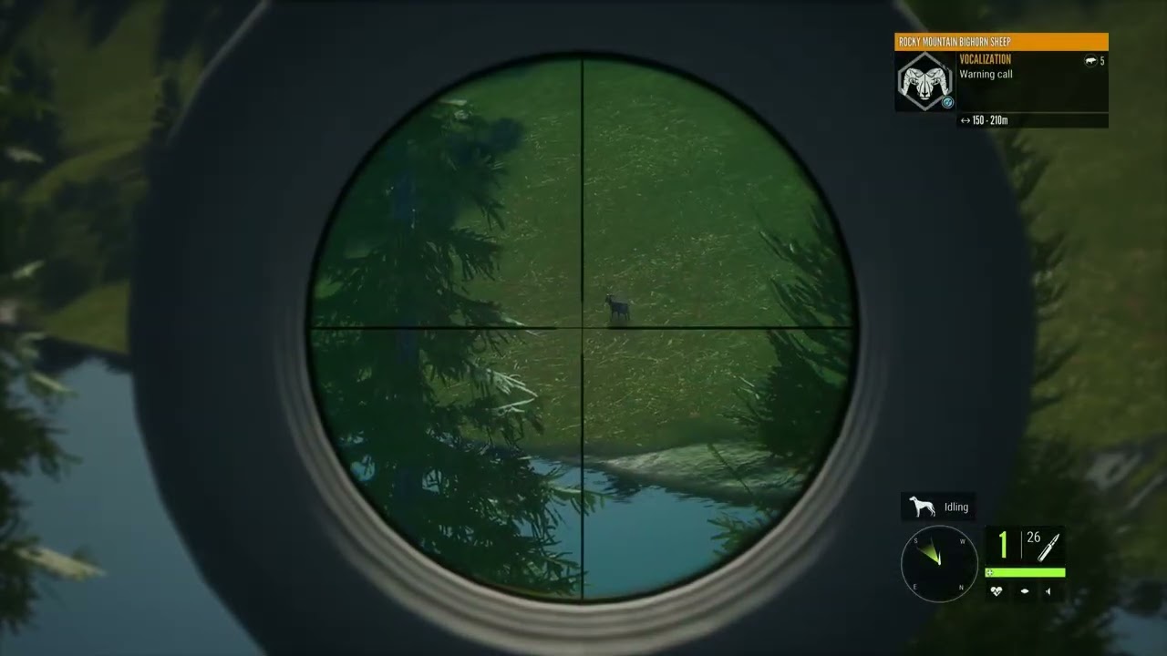 Close up mountain lion encounter 