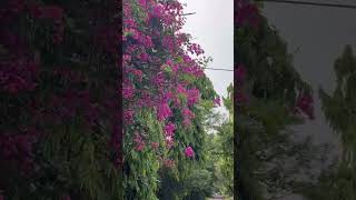 Bougainvillea #iitg #nature #flowers #beauty #viewpoint #shorts #viral #viralshorts #love #subscribe