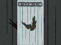 Run Rabbit // OC animatic #art #originalcharacter