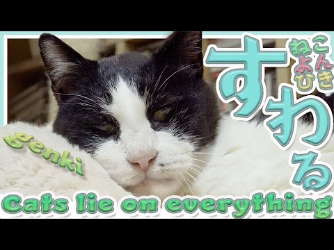 いろんな所に座る猫