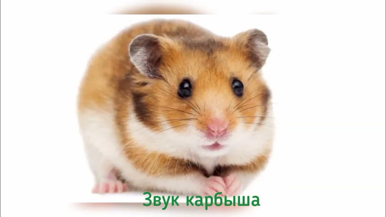 Звуки Хомяков. ДИАЛОГИ ХОМЯКОВ /ЯЗЫК ХОМЯКОВ /ХОМЯКИ - YouTube