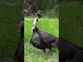 Один удар цель поражена, история на этом закончена 💥🦃shorts#shortsviral #shortsfeed #turken #hunting