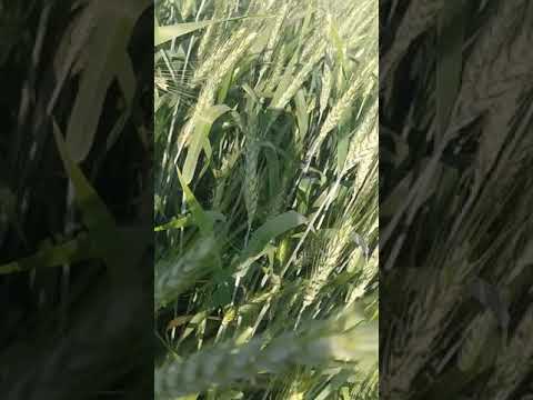 वीडियो: खेत में गेहूं के कान