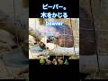 かじる。ビーバー木をかじる。無限に見たいかわいいなぁ。#ビーバー #beaver #animals #art #aquarium#yokohama #横浜#mental health#癒し #安眠