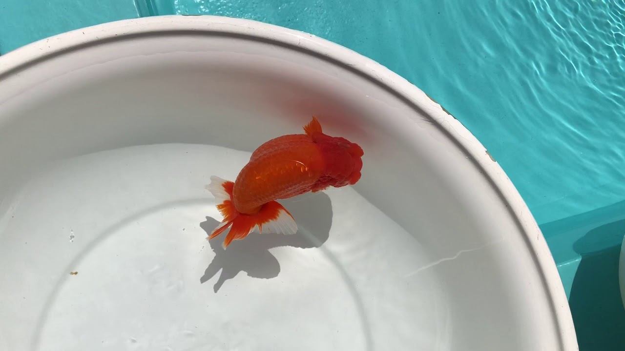 camera iphone 8 plus apk NO,1476