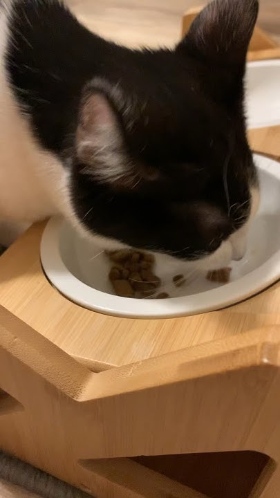 can-a-cat-die-from-eating-too-much-cat-catlover-catvideos