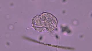 Urocentrum Turbo About 14 Speed.