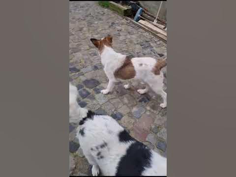 Pelle alleine im Wald gefunden sucht ein Zuhause.