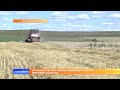 В Ромодановском районе завершают убирать зерновые культуры