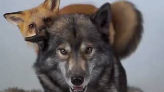 Ninja the wolf calmly plays with Leotie the fox