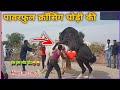 Horse Mating Video | Mating Video |Horse Cross Breeding | Marwari Horse Crossing Video | Badahorse1