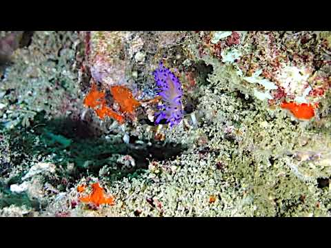 Nudibranch  Flabellina