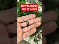 how to collect rain lily seeds #rainlilyflower #ytshorts #trending #viralvideo #lilyrose