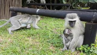 Mother and baby monkey