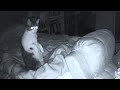 Real Ghost Captured on Camera Disturbing our Cats