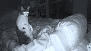 Real Ghost Captured on Camera Disturbing our Cats