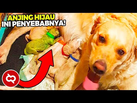 Video: Retriever Emas Melahirkan Anak Anjing 'Hijau' Yang Sangat Langka