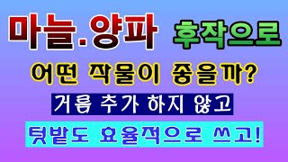 [텃밭농부. 1,385] 마늘과 양파를 수확 후, 후작으로 어떤 작물을 심을까? #마늘재배 #양파재배