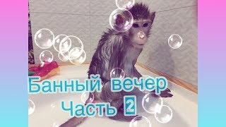 Bath evening ( Pet monkeys ) part 2