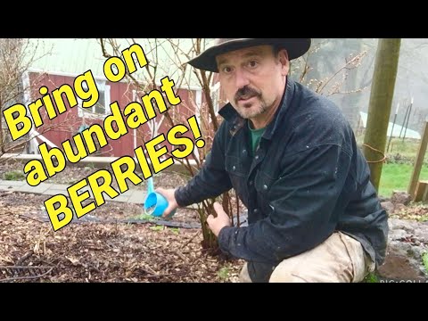 Video: Blueberry-meststof: hoe bosbessen te bemesten