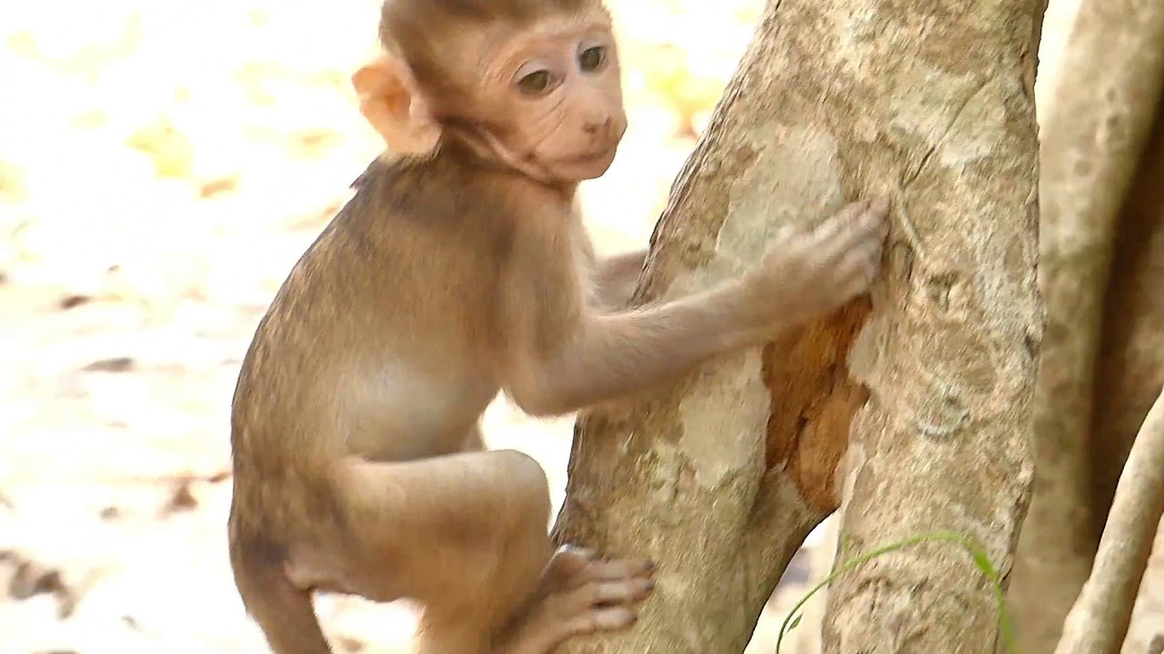 CUTE Baby BARON Monkey