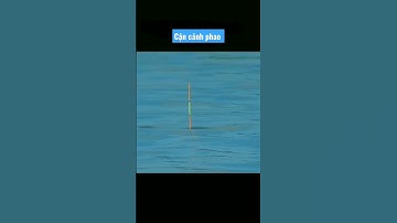 Cận cảnh phao khi cá chép hút mồi #cauca #câuđài #câucásông #caucachep #caucagiaitri #caucahodichvu