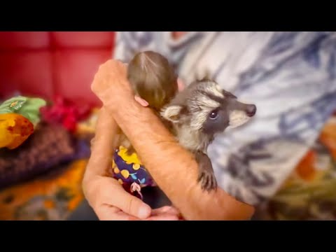 Тимоша стал учавствовать в распаковке, а Влад пытается ЕГО ПОМИРИТЬ со Степой , Маней и Басиком!