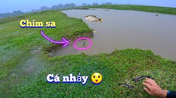 Lần Đầu Tiên Cùng Lúc Chứng Kiến Cảnh Chim Sa Cá Nhảy Mùa Mưa Lớn / Quế Nghịch