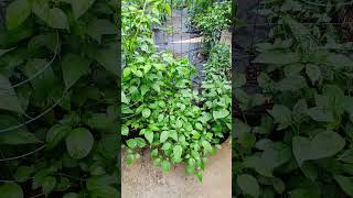 Tips and Tricks - How To Grow #Rocoto Peppers Up North