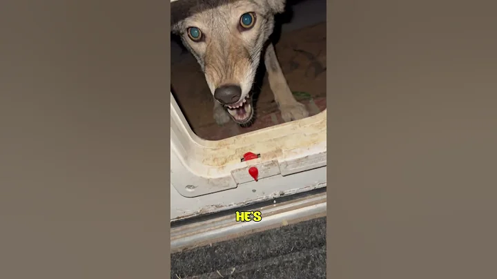 This Man Tamed a Coyote. @timberthecoyote
