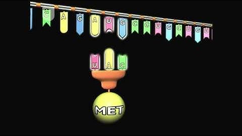 Translation: Reading The Message - DNA, RNA and Protein Formation (6/7)