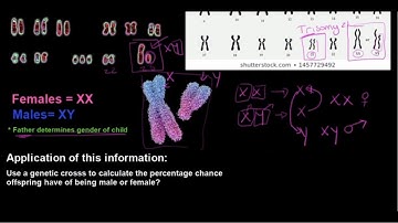 Gr 12 Life Sciences Genetics and Inheritance Part 4 Sex Determination and Sex linked disorders