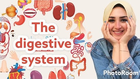 The digestive system primary 4 lesson 2 unit 1 الجهاز الهضمي رابعه أبتدائي