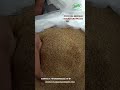 Pure. Natural. Healthy. Brown Sugar Crystals – Exporting worldwide with trust