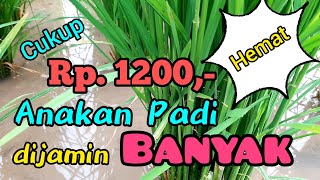 Hanya Modal Rp. 1200,- Anakan Padi Jadi Banyak. Cara Memperbanyak Anakan Padi. Pupuk Tanaman Padi