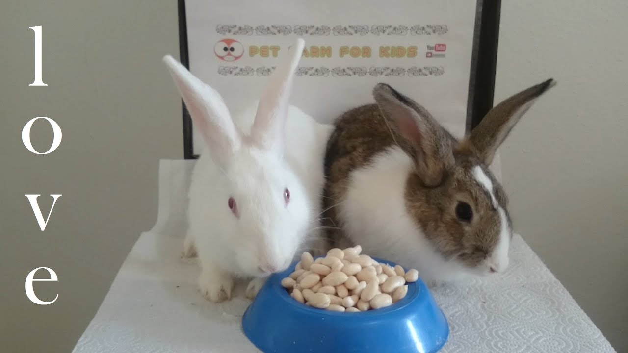 Rabbits eating beans  ASMR rabbit bunny  pet YouTube