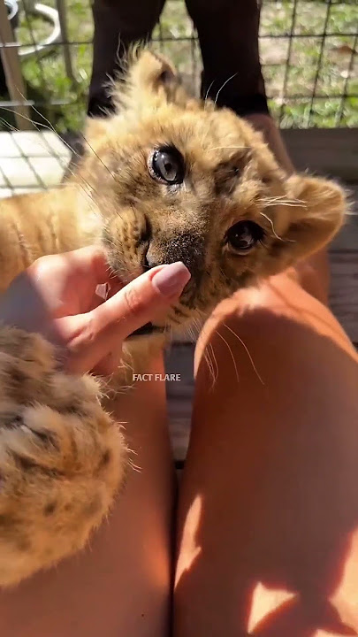 Why do these people feed wild lions?