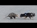 opossum vs dog