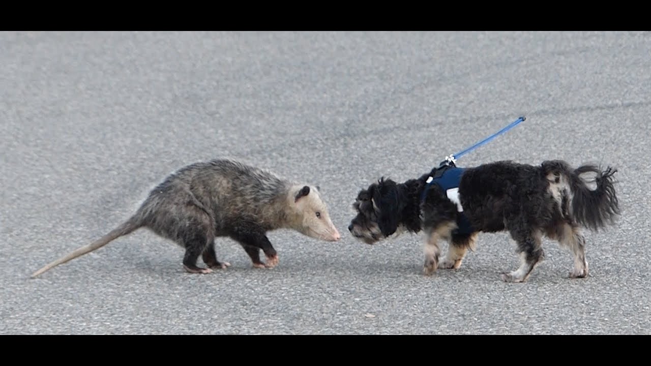 Opossum Vs Dog