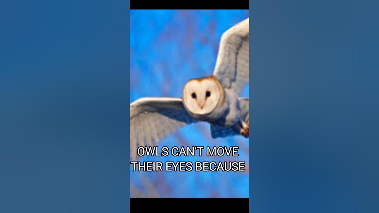 OWLS Can't Move Their EYES shorts YouTube