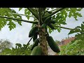 Fresh Green Papayas Growing Beautifully In A Tropical Backyard”