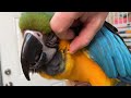 Slow Opening Pin Feathers on a Blue and Gold Macaw Parrot