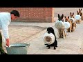 इनसे ज्यादा समझदार कुत्ते नहीं देखें होंगे आपने || The Most Disciplined Dogs in the World