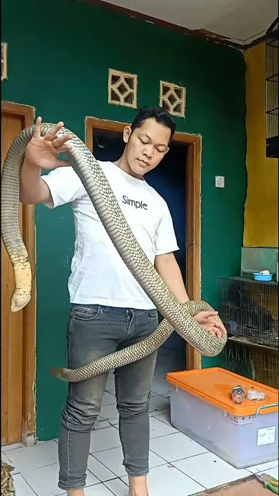 Talak Tilu King Cobra